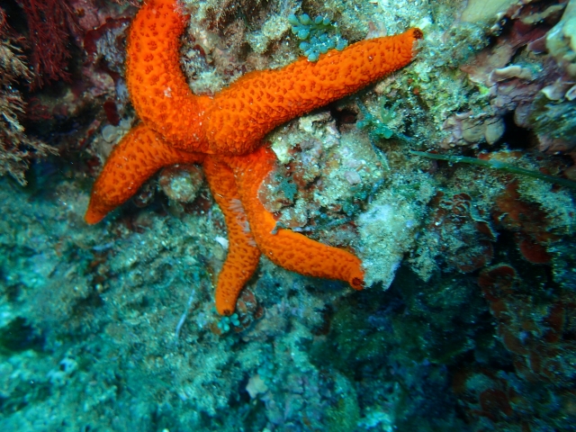  海星 